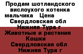 Продам шотландского вислоухого котенка мальчика › Цена ­ 4 500 - Свердловская обл., Нижняя Тура г. Животные и растения » Кошки   . Свердловская обл.,Нижняя Тура г.